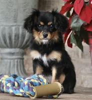 Cavalon Midnight, a female Cavalier King Charles Spaniel and Papillon for sale in Youngstown, OH – Photo 5 of 10