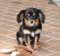 Cavalon Midnight, a female Cavalier King Charles Spaniel and Papillon for sale in Youngstown, OH – Photo 6 of 10