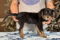 Cavalon Midnight, a female Cavalier King Charles Spaniel and Papillon for sale in Youngstown, OH – Photo 9 of 10