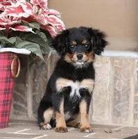 Cavalon Midnight, a female Cavalier King Charles Spaniel and Papillon for sale in Youngstown, OH – Photo 5 of 10