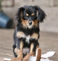 Cavalon Midnight, a female Cavalier King Charles Spaniel and Papillon for sale in Youngstown, OH – Photo 8 of 10