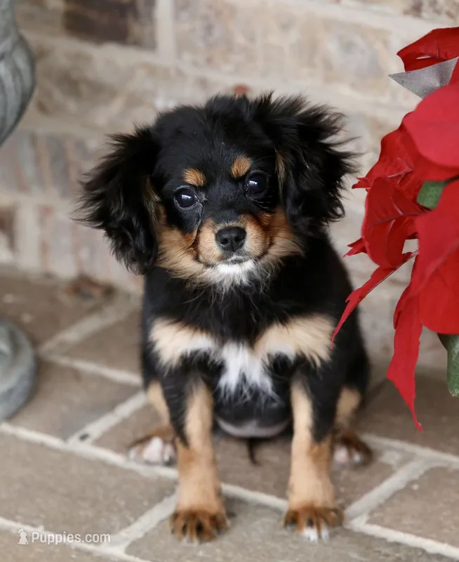 Cavalon Midnight – Cavalier King Charles Spaniel, Papillon puppy for sale in Youngstown, OH