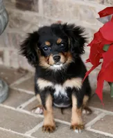 Cavalon Midnight, a female Cavalier King Charles Spaniel and Papillon for sale in Youngstown, OH – Photo 1 of 10
