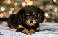 Cavalon Midnight, a female Cavalier King Charles Spaniel and Papillon for sale in Youngstown, OH – Photo 9 of 10