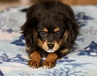 Cavalon Midnight, a female Cavalier King Charles Spaniel and Papillon for sale in Youngstown, OH – Photo 10 of 10