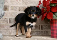 Cavalon Midnight, a female Cavalier King Charles Spaniel and Papillon for sale in Youngstown, OH – Photo 8 of 10