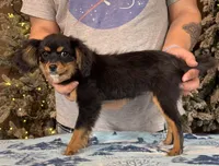 Cavalon Midnight, a female Cavalier King Charles Spaniel and Papillon for sale in Youngstown, OH – Photo 10 of 10