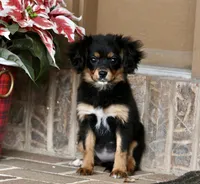 Cavalon Midnight, a female Cavalier King Charles Spaniel and Papillon for sale in Youngstown, OH – Photo 7 of 10