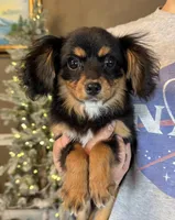 Cavalon Midnight, a female Cavalier King Charles Spaniel and Papillon for sale in Youngstown, OH – Photo 1 of 10