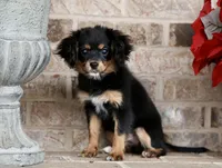 Cavalon Midnight, a female Cavalier King Charles Spaniel and Papillon for sale in Youngstown, OH – Photo 6 of 10