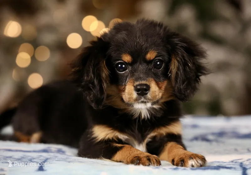 Cavalon Midnight – Cavalier King Charles Spaniel, Papillon puppy for sale in Youngstown, OH