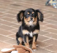 Cavalon Midnight, a female Cavalier King Charles Spaniel and Papillon for sale in Youngstown, OH – Photo 7 of 10