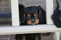 Keebler, a male Cavalier King Charles Spaniel for sale in Youngstown, OH – 7 of 8