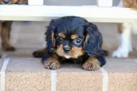 Keebler, a male Cavalier King Charles Spaniel for sale in Youngstown, OH – 8 of 8