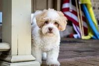 Sullivan, a male Shihpoo for sale in Youngstown, OH – 10 of 10