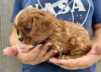 Clifford, a male Cavalier King Charles Spaniel for sale in Youngstown, OH – 7 of 7