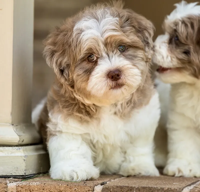 Bennett – Shihpoo puppy for sale in Youngstown, OH