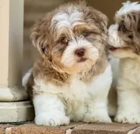 Bennett, a male Shihpoo for sale in Youngstown, OH – 1 of 10
