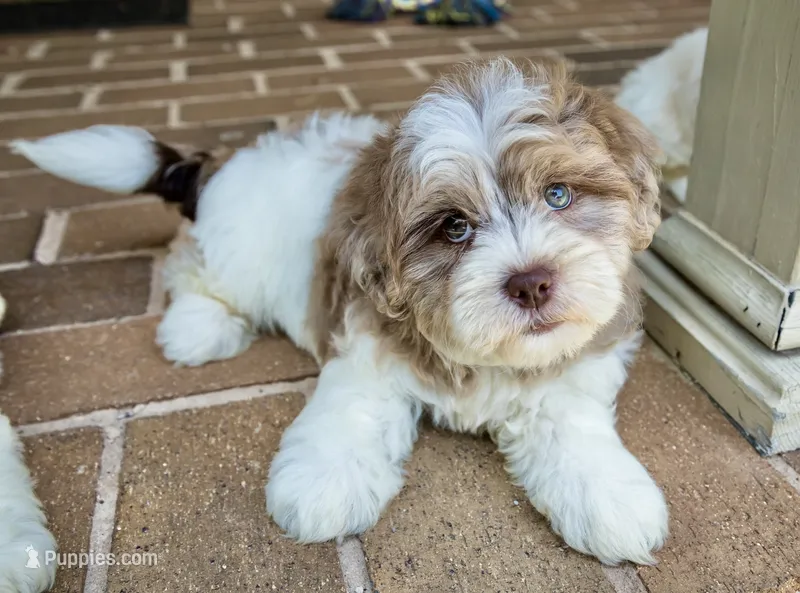 Bennett – Shihpoo puppy for sale in Youngstown, OH