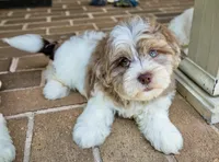 Bennett, a male Shihpoo for sale in Youngstown, OH – 2 of 10
