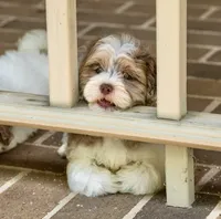 Bennett, a male Shihpoo for sale in Youngstown, OH – 5 of 10