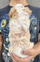 Jax, a male Cavapoo for sale in Youngstown, OH – 7 of 8