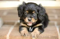 CAVALON Sherwin, a male Cavalier King Charles Spaniel and Papillon for sale in Youngstown, OH – 7 of 9