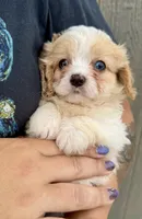 Jax, a male Cavapoo for sale in Youngstown, OH – 6 of 8