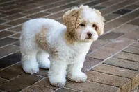 Sullivan, a male Shihpoo for sale in Youngstown, OH – 7 of 10