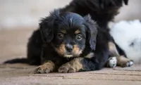 CAVALON Sherwin, a male Cavalier King Charles Spaniel and Papillon for sale in Youngstown, OH – 2 of 9
