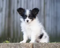 Pez, a female Papillon for sale in Youngstown, OH – 9 of 10