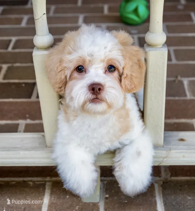 Sullivan – Shihpoo puppy for sale in Youngstown, OH