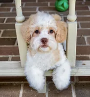Sullivan, a male Shihpoo for sale in Youngstown, OH – 1 of 10