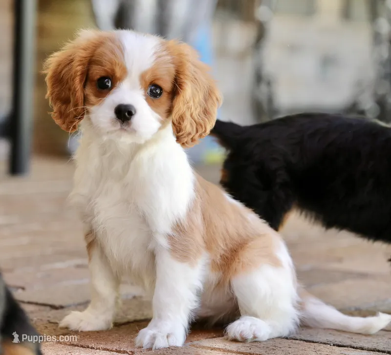 Ritz – Cavalier King Charles Spaniel puppy for sale in Youngstown, OH