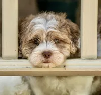 Bennett, a male Shihpoo for sale in Youngstown, OH – 8 of 10
