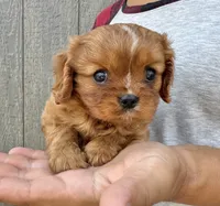 Noona, a female Cavalier King Charles Spaniel for sale in Youngstown, OH – 3 of 10