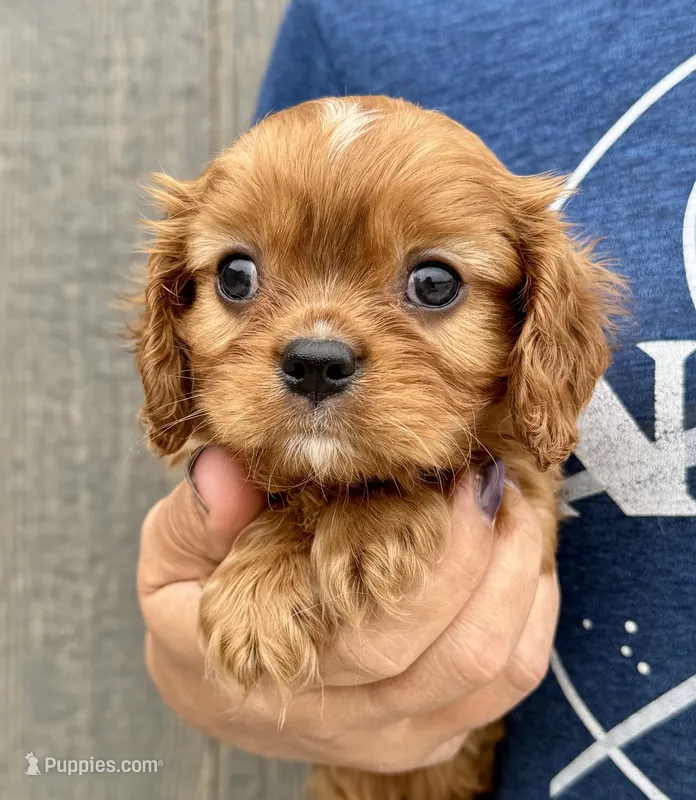 Rusty – Cavalier King Charles Spaniel puppy for sale in Youngstown, OH