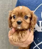 Rusty, a male Cavalier King Charles Spaniel for sale in Youngstown, OH – 1 of 9