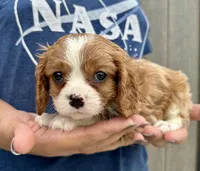 Chili, a male Cavalier King Charles Spaniel for sale in Youngstown, OH – 3 of 9