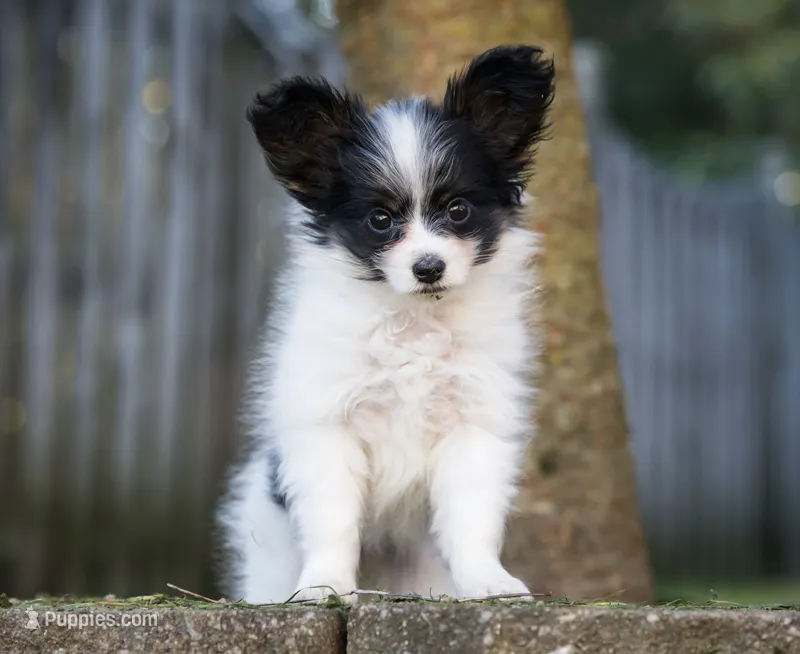 Pez – Papillon puppy for sale in Youngstown, OH