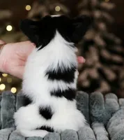 Cheddar, a male Papillon for sale in Youngstown, OH – Photo 10 of 10