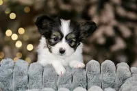 Cheddar, a male Papillon for sale in Youngstown, OH – Photo 4 of 10