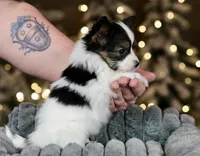 Cheddar, a male Papillon for sale in Youngstown, OH – Photo 8 of 10