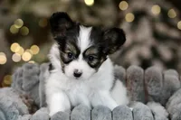 Cheddar, a male Papillon for sale in Youngstown, OH – Photo 5 of 10