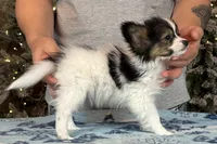 Cheddar, a male Papillon for sale in Youngstown, OH – Photo 5 of 10
