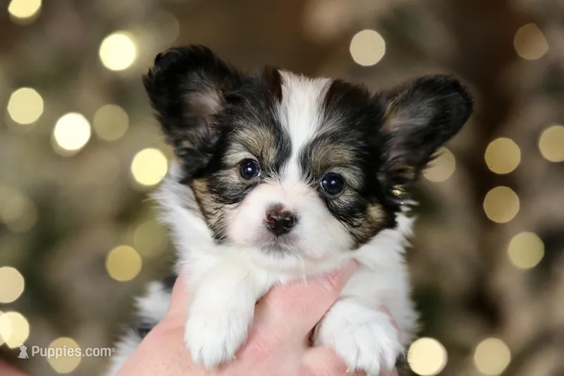 Cheddar, a male Papillon for sale in Youngstown, OH – Photo 1 of 10