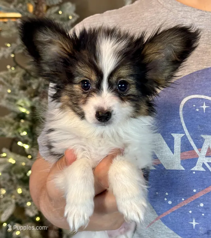 Cheddar – Papillon puppy on hold in Youngstown, OH