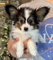 Cheddar, a male Papillon for sale in Youngstown, OH – Photo 1 of 10