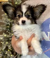Cheddar, a male Papillon for sale in Youngstown, OH – Photo 3 of 10