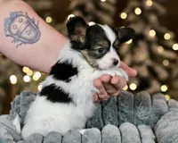 Cheddar, a male Papillon for sale in Youngstown, OH – Photo 7 of 10